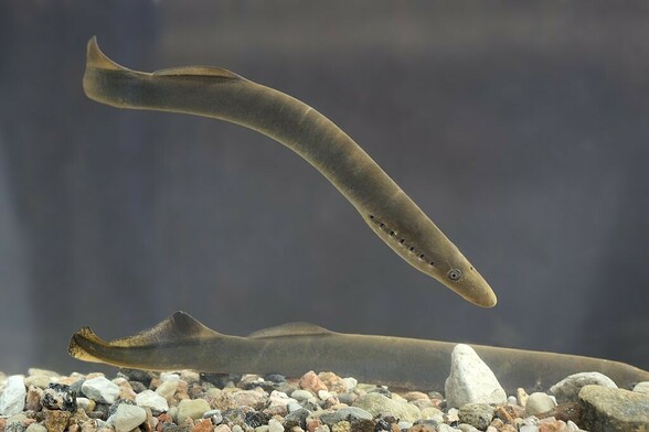 A pair of lampreys in an aquarium. by Tiit Hunt • CC BY-SA 3.0