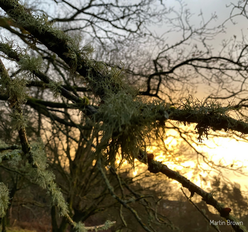 Lichen, Dollar Glen