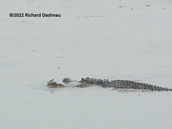 An alligator is in shallow water facing left. Its back and head are exposed. There are rows of bumps showing on the alligator's back. There is turbulence in the water on its left side near its head; caused by movement of its left foreleg. 1 in a series of 9 showing an alligator herding prey with its forelegs.