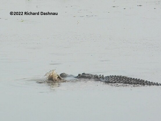 An alligator is in shallow water facing left. Its back and head are exposed. There are rows of bumps showing on the alligator's back. There is water splashing up near its left side, near its head; caused by movement of its left foreleg. 2 in a series of 9 showing an alligator herding prey with its forelegs