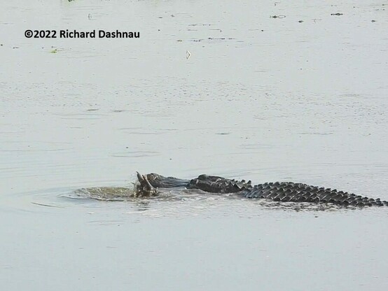An alligator is in shallow water facing left. Its back and head are exposed. There are rows of bumps showing on the alligator's back. Its front left foot is exposed;and is moving the water near the left side of its head.  3 in a series of 9 showing an alligator herding prey with its forelegs.