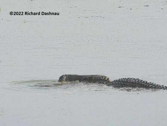 An alligator is in shallow water facing left. Its back and head are exposed. There are rows of bumps showing on the alligator's back. It's head and body have twisted sideways towards the camera so that half the alligator's head is exposed so we are looking at it from the top. 4 in a
 series of 8 showing an alligator herding prey with its forelegs.
