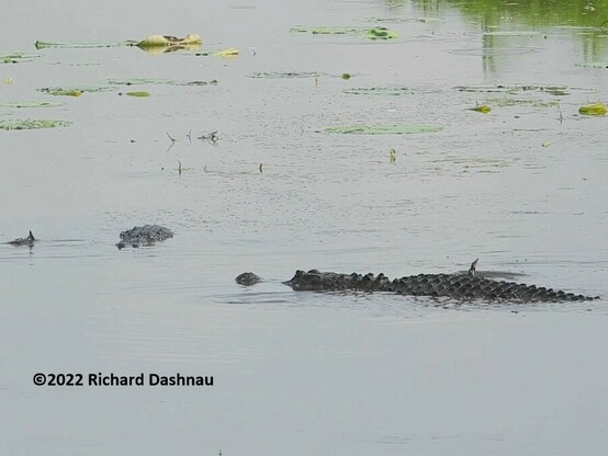 2 alligators are in shallow water. One is facing left. Its back and head are exposed and one toe of its right foot is showing out of the water behind the gator. The other gator also shows back and head
and is facing the camera and the first gator.  Toes from its right foot poke up out of the water.  5 in a series of 8 showing an alligator herding prey with its forelegs.