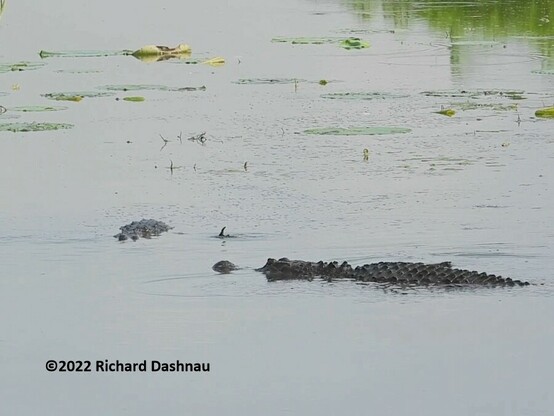 2 alligators are in shallow water. One is facing left. Its back and head are exposed and one toe of its right foot is showing out of the water behind the gator. The other gator also shows back and head
and is facing the camera and the first gator.  Toes from its left foot poke up out of the water. 6 in a series of 8 showing 2 alligators herding prey with their forelegs.