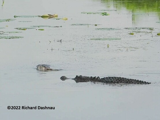 2 alligators are in shallow water. One is facing left. Its back and head are exposed  The other gator also shows back and head and is facing the camera and the first gator.  The second gator has twisted its head so the side of its head and open jaws show at the water's surface. 7 in a series of 9 showing 2 alligators herding prey with their forelegs.