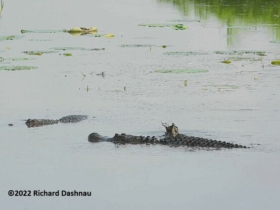 2 alligators are in shallow water. One is facing left. Its back and head are exposed and one toe of its right foot is splashing out of the water behin the gator. The other gator also shows back and head and is turning away from the first gator. 8 in a series of 9 showing 2 alligators herding prey with their forelegs.