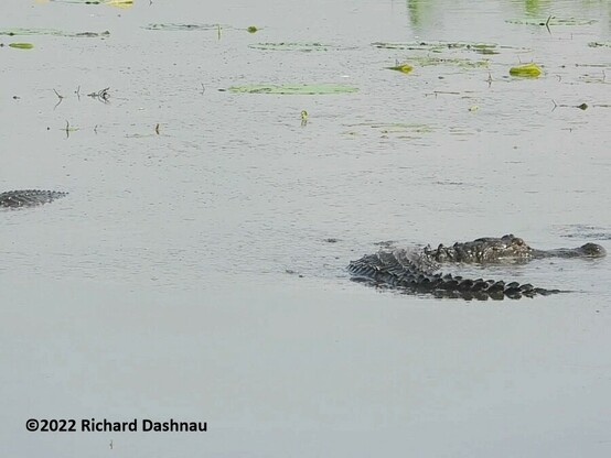 2 alligators are in shallow water. One was facing left but is in mid-turn to the right, so its body is bent with tail and head facing right. Its back and head are exposed. The other gator also shows its back , its head is out of the frame. Both alligators had turned away from each other. 9 in a series of 9 showing 2
 alligators herding prey with their forelegs.