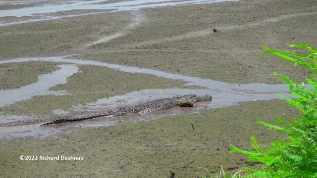 An expanse of mud, criscrossed with trails and channels filled with water. A large alligator is moving in one of the channels from left to right. It is lying in mud so only the top half of
its body(including tail) is exposed. This is 10th image after a series of 9 showing alligators herding prey. The alligator had given up on prey and moved onto the mud.