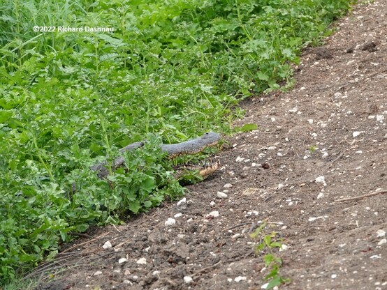 Oblique view of the edge of a trail. The trail's surface is wet dirt and stone. A thick mat of plants edges the trail,
from center of the image, and extending to the left.  The snout and lower jaw of an open alligator's mouth
is poking out of the plants. The plants obscure the alligator except for a bit of the top of the head, and the end of the exposed open jaws. This is 11th image after a series of 9 showing alligators
herding prey. The alligator had moved out of the mud and to the edge of a trail.