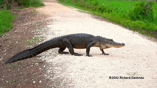 View of a park trail that is surfaced with pale brown crushed rock and bounded by dirt and stone. The view is at a shallow angle, facing down the trail.  A large alligator is crossing the trial from left to right, fairly close to the camera. The pale brown area of the trail is about 10 feet wide at this point. This is 12th image after a series of 9 showing alligators herding prey. The alligator had moved out of cover and
crossed the trail.