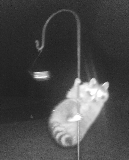game cam nighttime photo of raccoon climbing shepherd's crook and staring right into camera, evidently surprised by the red flash. 
