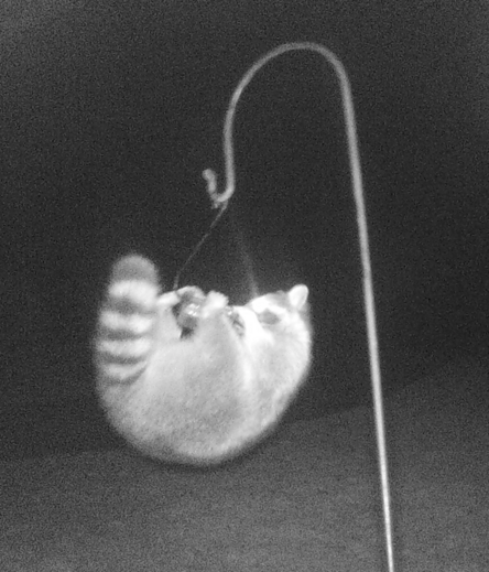 Rotund raccoon suspended from a little bird feeder suspended from a shepherd's crook. 