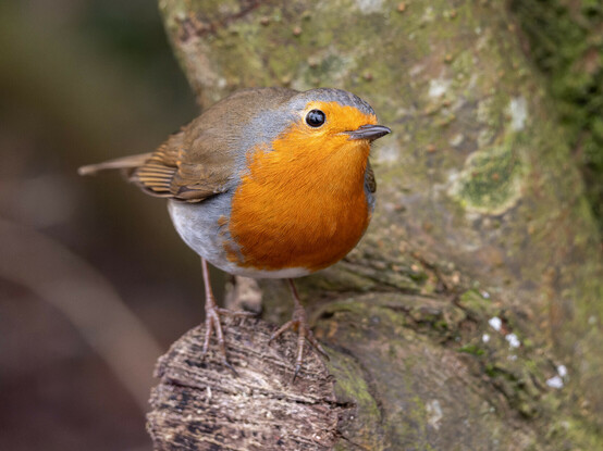 A European Robin - a small bird with a bright orange breast, white underside and brown back, wings, tail and top of head. The bird is perched in a tree, looking up at the camera.