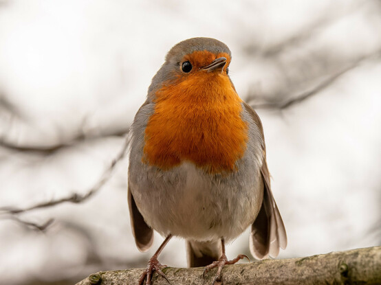 A European Robin - a small bird with a bright orange breast, white underside and brown back, wings, tail and top of head. The bird is perched on a tree branch.