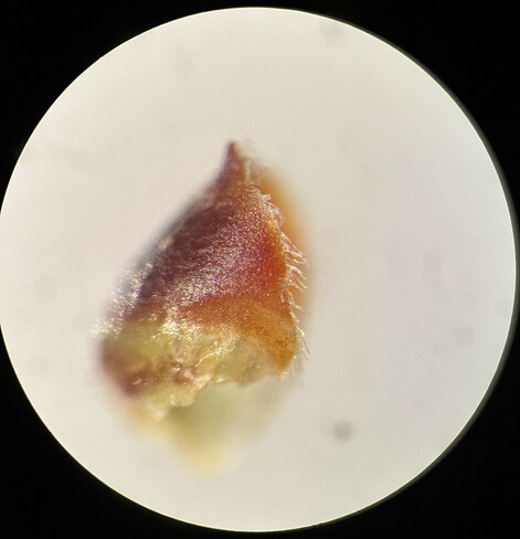 View from the side of a single almond bud scale, detached from the bud. It is 3/4 of scaly brown tissue. It has hirsute edges and the cells in the scaly part are reflecting a lot of light back.