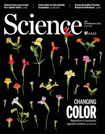 Cover of the journal: A flower color locus that underlies pollinator-mediated speciation in monkeyflowers (Mimulus) produces regulatory small RNAs that suppress the accumulation of yellow carotenoid pigments. Variation in the level of these small RNAs through either natural mutations or transgenic manipulation contributes to a great diversity of flower color in Mimulus, as shown in this image. 