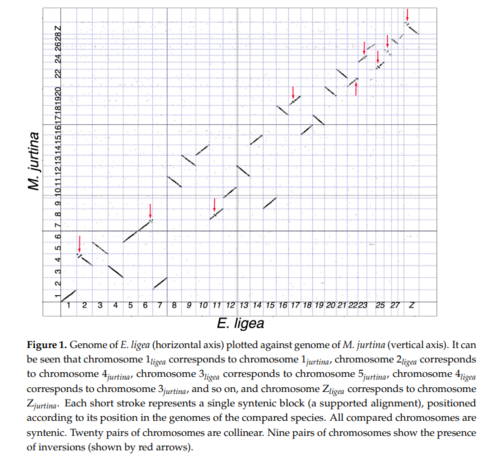 Figure 1. Genome of E. ligea (horizontal axis) plotted against genome of M. jurtina (vertical axis). It can
be seen that chromosome 1ligea corresponds to chromosome 1jurtina, chromosome 2ligea corresponds
to chromosome 4jurtina, chromosome 3ligea corresponds to chromosome 5jurtina, chromosome 4ligea
corresponds to chromosome 3jurtina, and so on, and chromosome Zligea corresponds to chromosome
Zjurtina. Each short stroke represents a single syntenic block (a supported alignment), positioned
according to its position in the genomes of the compared species. All compared chromosomes are
syntenic. Twenty pairs of chromosomes are collinear. Nine pairs of chromosomes show the presence
of inversions (shown by red arrows).
