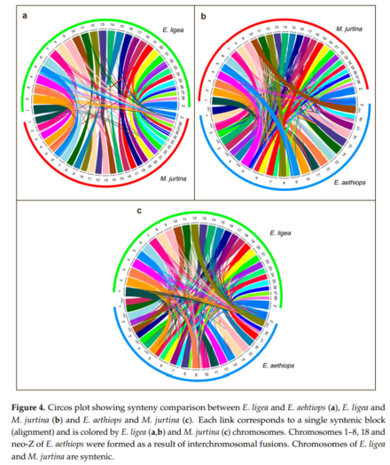 Figure 4. Circos plot showing synteny comparison between E. ligea and E. aehtiops (a), E. ligea and
M. jurtina (b) and E. aethiops and M. jurtina (c). Each link corresponds to a single syntenic block
(alignment) and is colored by E. ligea (a,b) and M. jurtina (c) chromosomes. Chromosomes 1–8, 18 and
neo-Z of E. aethiops were formed as a result of interchromosomal fusions. Chromosomes of E. ligea
and M. jurtina are syntenic.