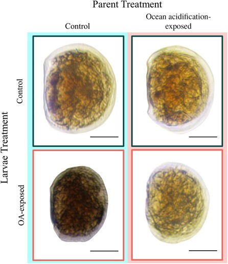 Pictures of oyster larvae from the experiment, showing improved growth of larvae grown in acidic conditions from parents exposed to ocean acidification.