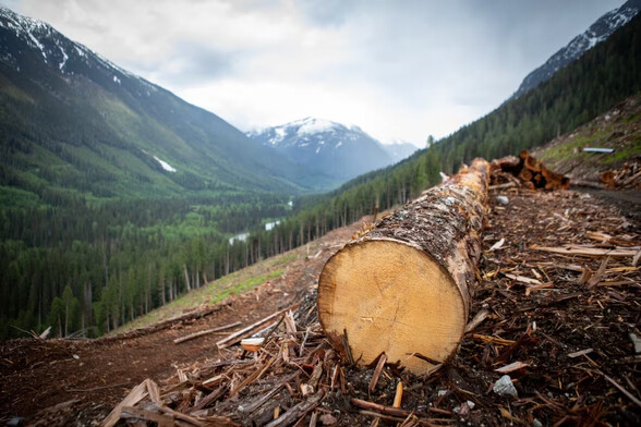 Image by Camille Vernet of Radio-Canada showing a clear cut slope with a large log in the foreground. 