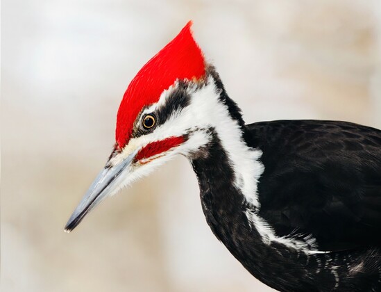Pileated Woodpecker