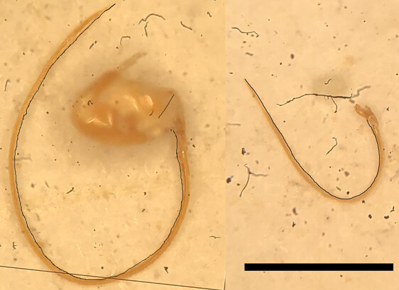 Figure 2 heading from the linked paper: "Comparison of ovipositors dissected out of female L. japonica (left) and G. brasiliensis (right) collected in southwestern British Columbia, Canada. Images were taken through a dissecting microscope at ×50 magnification. Scale bar represents 0.5mm."
