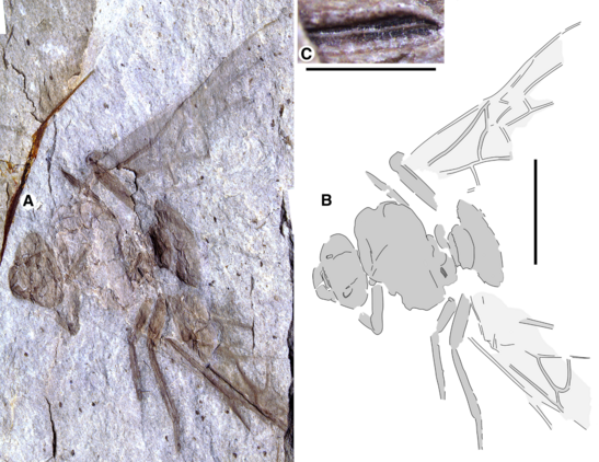 Figure 1 from the linked paper. Quote: "Allenby Formation ant, Titanomyrma sp. UBC-BBM-PAL-2022-00001. A, photograph; B, drawing; and C, partially preserved spiracle. A, B to scale = 1 cm; C to scale = 1 mm."