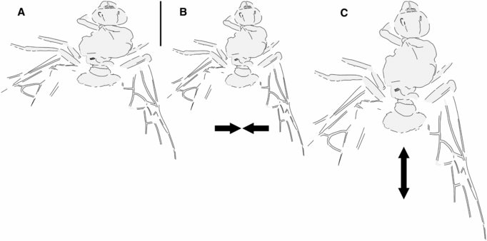 Figure 2 from the linked paper. Quote: "Allenby Formation ant Titanomyrma sp. BBM-PAL-2022-00001: A, as preserved; B, compressed laterally; and C, extended lengthwise (see text)."