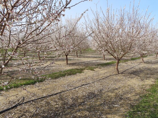 A young almond orchard in peak bloom, with the soil of the rows covered in fallen white petals.