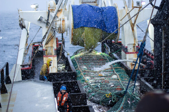 Crew members on the fishing trawler empty a large trawl net set for pollock on the Bering Sea. (Photo by Nathaniel Herz / Alaska’s Energy Desk)
https://alaskapublic.org/2019/02/06/as-the-bering-sea-warms-this-skipper-is-chasing-pollock-to-new-places/