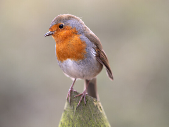 A European Robin - a small bird with a bright orange breast, white underside and brown back, wings, tail and top of head. The bird is perched on a fence post.