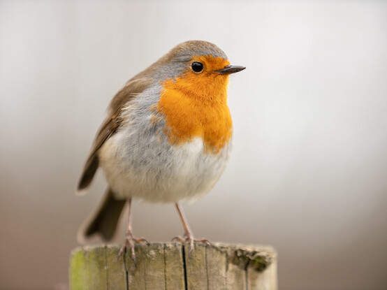 A European Robin - a small bird with a bright orange breast, white underside and brown back, wings, tail and top of head. The bird is perched on a fence post.