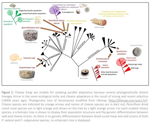 Figure 1: Cheese fungi are models for studying parallel adaptation because several phylogenetically distant lineages thrive in the same ecological niche and cheese adaptation is the result of strong and recent selection (<8000 years ago). Phylogenetic tree of Ascomycota modified from Lifemap (http://lifemap.univ-lyon1.fr/) Cheese species are indicated by orange arrows and names of cheese species are in dark red; Penicillium dried cured meat species are in light orange and shown on the tree by a light orange arrow. For each studied cheese species, a schematic tree is shown to display their population structure and the genetic differentiation between wild and cheese strains. As there is no genetic differentiation between dried-cured meat and wild strains of both P. salamii and P. nalgiovense species, no schematic tree is displayed 