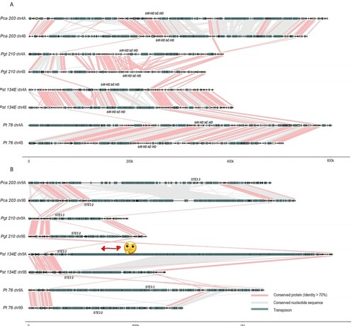 HD loci are partially conserved within species whereas PR loci are highly heterozygous and display strong signals of genomic degeneration.