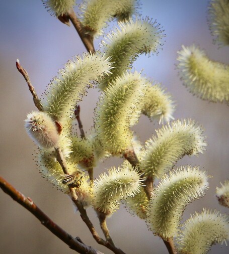 Male catkins of pussy willow, Salix gracilistyla. A Japanese honeybee is visiting them for nectar and pollen.