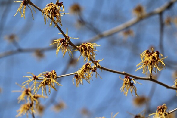 Yellow flowers of Japanese witch hazel, Hamamelis japonica, in full bloom. Their petals look like pieces of thread.