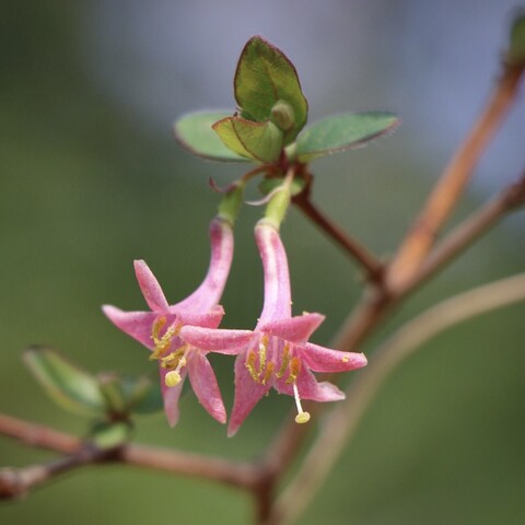 Red, pendant, and tubular flowers of Lonicera gracilipes.