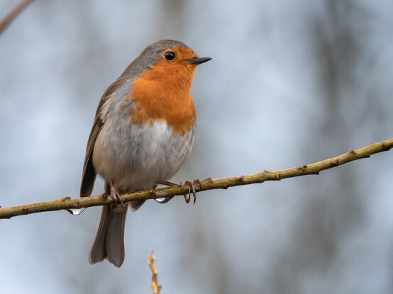 A European Robin - a small bird with a bright orange breast, white underside and brown back, wings, tail and top of head. The bird is perched on a horizontal twig with several drops of water hanging below it.