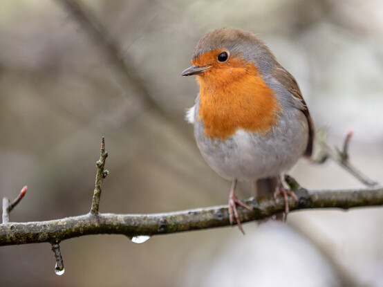 A European Robin - a small bird with a bright orange breast, white underside and brown back, wings, tail and top of head. The bird is perched on a horizontal twig with several drops of water hanging below it.