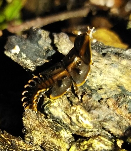 A female trilobite beetle, standing on a log
