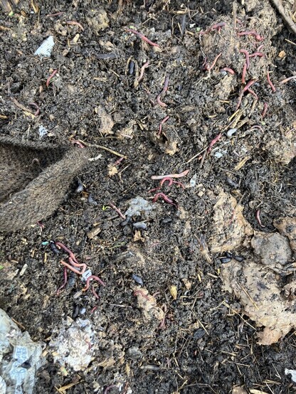 Worms in wet soil 