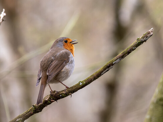 A European Robin (Ribin) - a small bird with a bright orange breast, white underside and brown back, tail, wings and top of head. The bird is perched on a twig, beak open, singing.