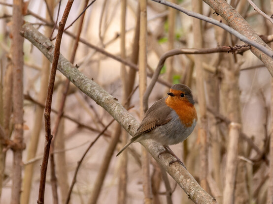 A European Robin (Ribin's mate) - a small bird with a bright orange breast, white underside and brown back, tail, wings and top of head. The bird is perched on a twig.