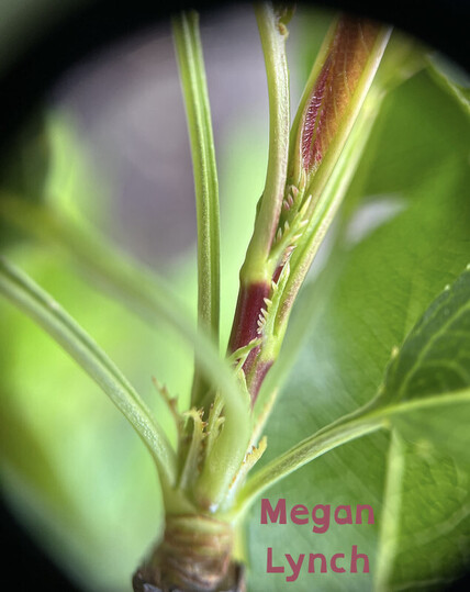 Photo through a hand lens of the initial cluster of leaves (which are big enough that most of them are out of frame). The lengthening stem is deep red because the chloroplasts haven't started making enough chlorophyll yet. But the new leaves and stipules are green because some is being made there. And there's an orange-ish red leaf that's still adhered to itself, staying protected until it's developed enough to risk unfurling.
