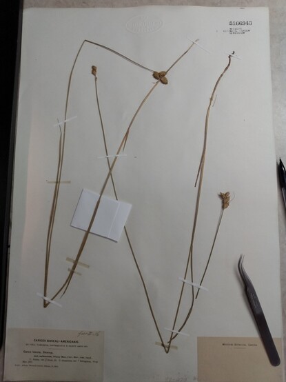 About-to-be-annotated herbarium sheet, Carex suberecta (on loan to Wisconsin state herbarium from Missouri botanical garden herbarium)