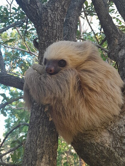 Two-toed sloth rests at the crook of a tree. 