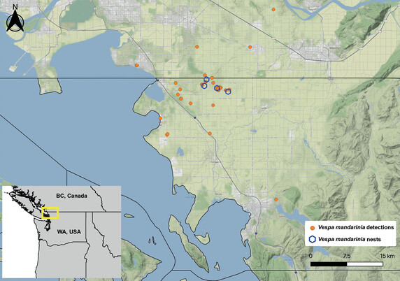 quote from the figure (from the paper): "Map of confirmed Vespa mandarinia specimens and nests recorded from British Columbia and Washington State in 2020–2021. Details on the nest collected in British Columbia (not shown) in 2019 can be found in Bérubé, 2020. A single male specimen found in 2021 further south in Washington State was unrelated to these sightings and is also not included here. Map tiles by Stamen Design, under CC BY 3.0. Data by OpenStreetMap, under ODbL."