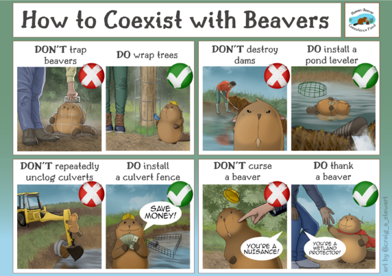 A cartoon with images of beaver harassment and beaver coexistence strategies:
How to Coexist with Beavers; DON'T trap; DO wrap trees; DON'T destroy; DO install a pond leveler; DON'T repeatedly unclog culverts; DO install a culvert fence; DON'T curse; DO thank a beaver 