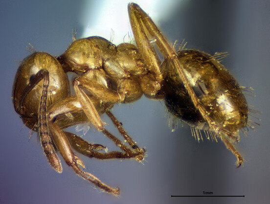 Side view of a small golden brown point-mounted ant.