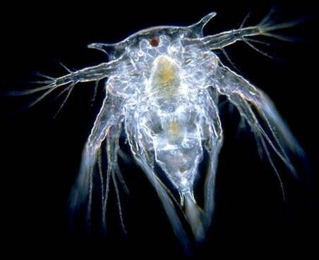 Bright white nauplius larva of a barnacle against a dark background.